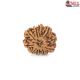 Natural Nepali 10 Mukhi Rudraksha 