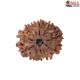 Natural Nepali 11 Mukhi Rudraksha