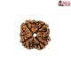 Natural Nepali 4 Mukhi Rudraksha
