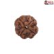 Natural Nepali 4 Mukhi Rudraksha