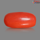 Italian Red Coral 5.21 cts