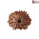 Natural Nepali 11 Mukhi Rudraksha