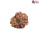 Natural Nepali 12 Mukhi Rudraksha