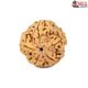 Natural 5 Mukhi Rudraksha 