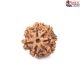 Seven Mukhi Rudraksha 12.40 carat