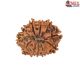 Natural Nepali 11 Mukhi Rudraksha