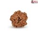 1 Mukhi Under Developed Rudraksha 18 MM