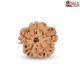 1 Mukhi Under Developed Rudraksha 18 MM