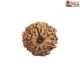 Natural Nepali 12 Mukhi Rudraksha