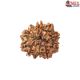 Natural Nepali 11 Mukhi Rudraksha
