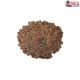 Natural Nepali 11 Mukhi Rudraksha