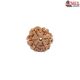 Natural Nepali 6 Mukhi Rudraksha
