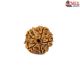 Natural 5 Mukhi Rudraksha 