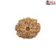 Natural Nepali 12 Mukhi Rudraksha
