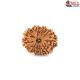 Natural Nepali 10 Mukhi Rudraksha 