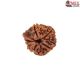 Natural Ganesha Rudraksha 