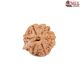 Natural Ganesha Rudraksha 