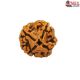 Natural Nepali 4 Mukhi Rudraksha