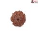 Seven Mukhi Rudraksha 13.59 carat