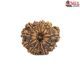 Natural Nepali 12 Mukhi Rudraksha