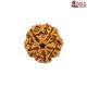 Natural 5 Mukhi Rudraksha 