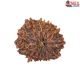 Natural Nepali 11 Mukhi Rudraksha