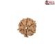 Natural Nepali 6 Mukhi Rudraksha