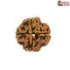 Natural Nepali 4 Mukhi Rudraksha