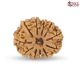 Natural Nepali 11 Mukhi Rudraksha 