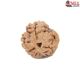 Natural Nepali 3 Mukhi Rudraksha