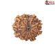 Natural Nepali 11 Mukhi Rudraksha