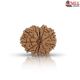 Natural Nepali 11 Mukhi Rudraksha 