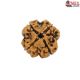 Natural Nepali 4 Mukhi Rudraksha