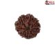 Natural 8 Mukhi Rudraksha