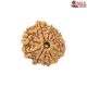 Natural Nepali 11 Mukhi Rudraksha