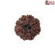 Natural Nepali 11 Mukhi Rudraksha