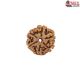 Natural Nepali 6 Mukhi Rudraksha