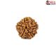 Natural 5 Mukhi Rudraksha 
