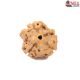 Natural Nepali 3 Mukhi Rudraksha