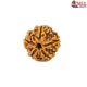Natural 5 Mukhi Rudraksha 