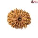 Natural Nepali 11 Mukhi Rudraksha
