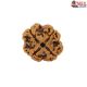 Natural Nepali 4 Mukhi Rudraksha