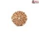 Natural Nepali 6 Mukhi Rudraksha