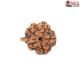 Natural Ganesha Rudraksha 