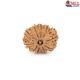 Natural Nepali 10 Mukhi Rudraksha 