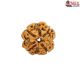 Natural Nepali 4 Mukhi Rudraksha
