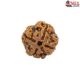 Natural Nepali 4 Mukhi Rudraksha