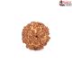 Seven Mukhi Rudraksha 16.35 carat