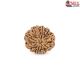 Natural Nepali 10 Mukhi Rudraksha 