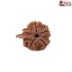 Natural Ganesha Rudraksha 